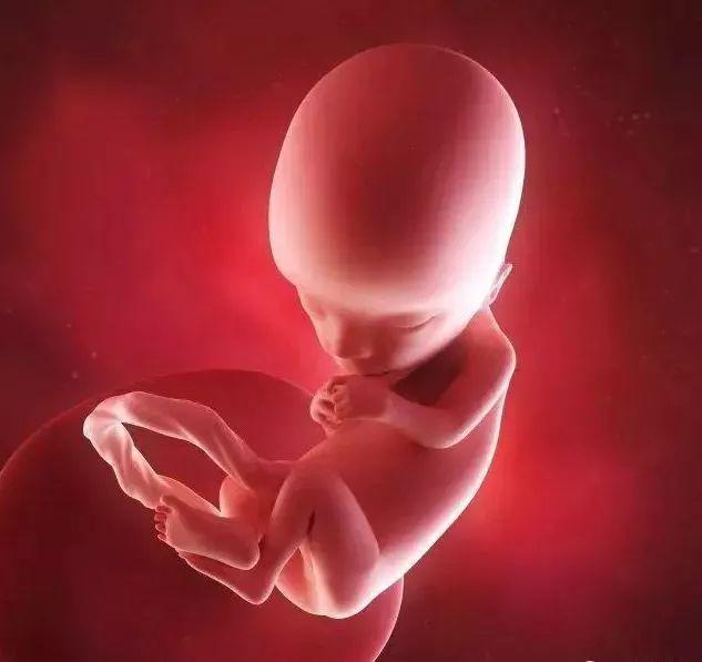 检验医学网 怀孕15周的超声波会显示胎儿在蠕动着,现在ta她能够活动