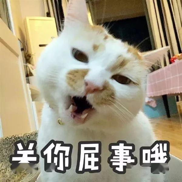 央视新闻传来猫叫声,7000万人蹲守央视云吸猫,网友:任何人都不能统治
