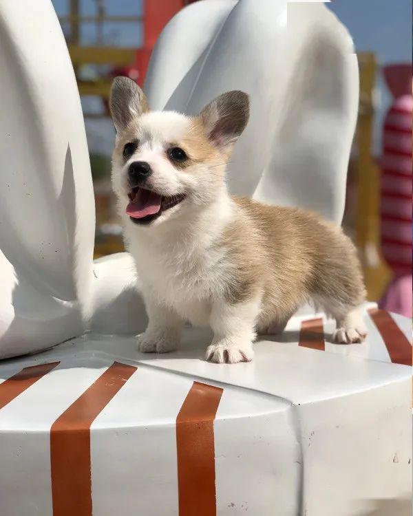 柯基排名_小型宠物犬排名柯基