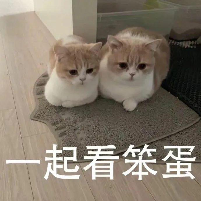 可爱小猫表情包