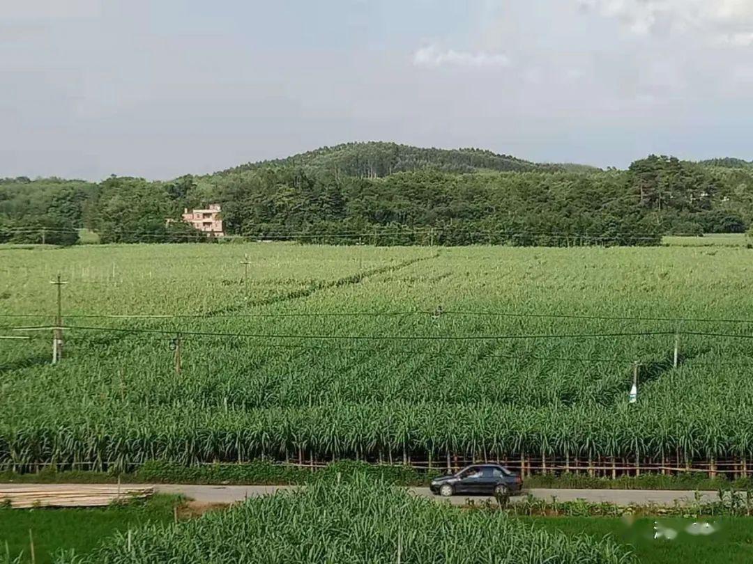 白玉村人口_江油市白玉村图片(2)