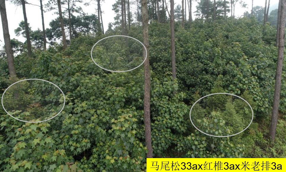 最珍贵的树种大全 9ffc7476511147c0a6cffbcc059c276b.jpeg