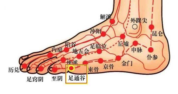 穴位知识十二经脉足太阳膀胱经之足通谷穴