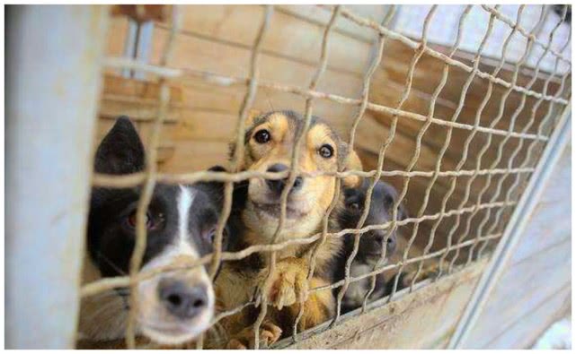 梦境中的守护与重生,解析梦见自家狗被车撞未死,又抱回家中的深层含义 梦境中的守护与重生,解析梦见自家狗被车撞未死,又抱回家中的深层含义