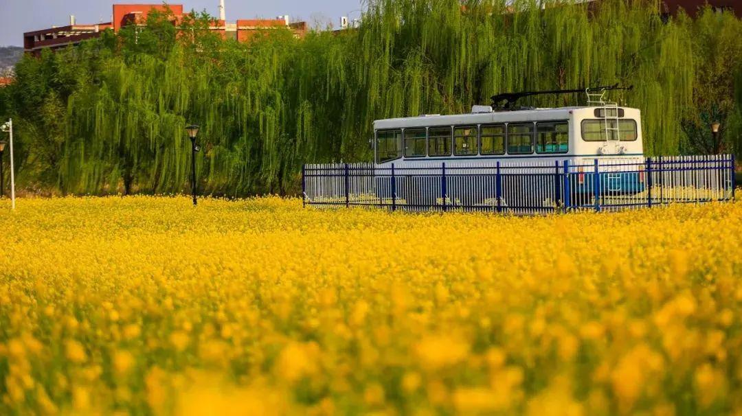 山东交通学院油菜花济南植物园郁金香一起看夏天的荷叶铺满塘大明湖
