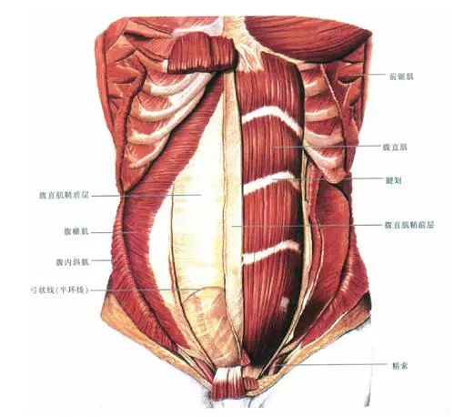 腹直肌分离有什么危害?_肌肉