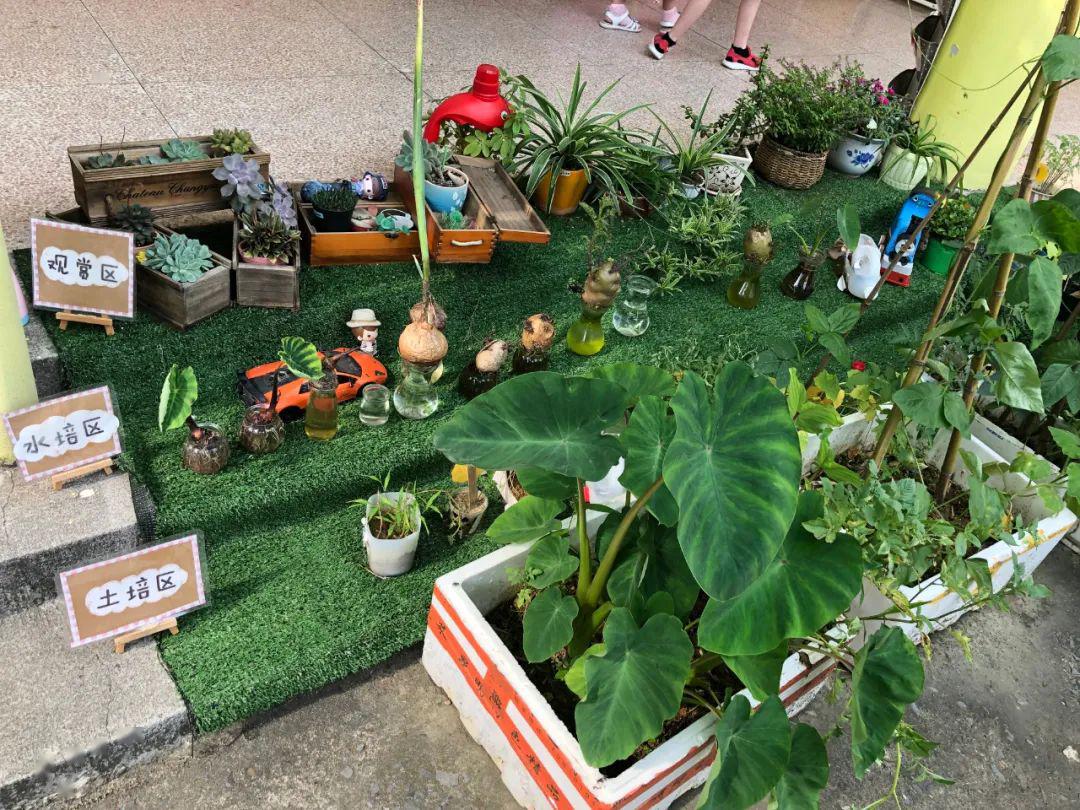 立体式生物角之宅家种植篇环保节系列活动六