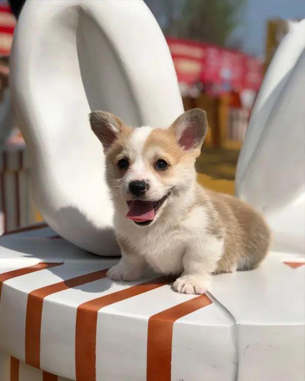 柯基排名_小型宠物犬排名柯基