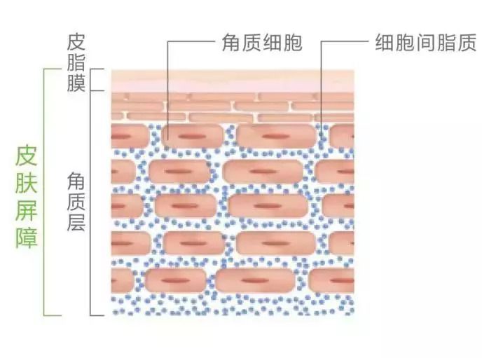 所以,到底应该怎么做?角质要不要去? 角质是什么?