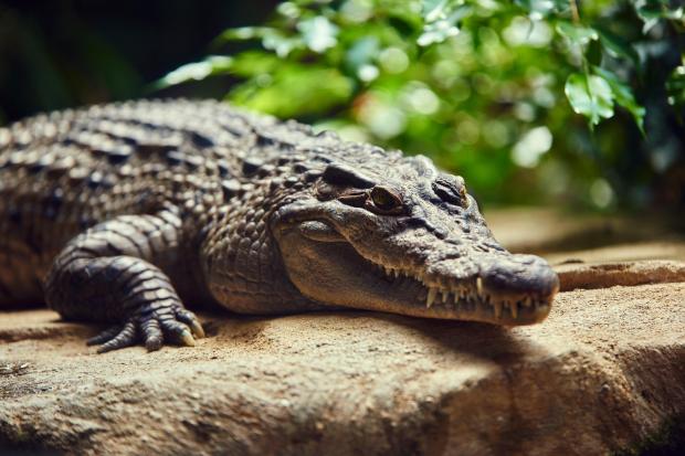 10歲男孩被鱷魚拖下水 機智攻擊鱷魚眼睛死裡逃生 國際 第1張