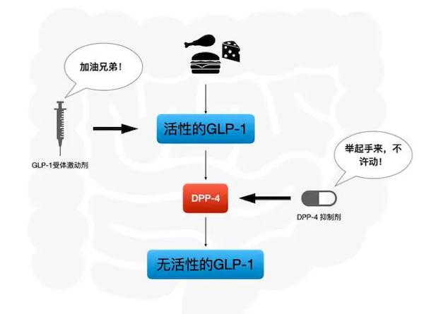 而dpp-4抑制剂(如西格列汀,维格列汀,利格列汀—看名字就很有特点"