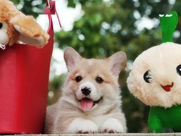 柯基排名_小型宠物犬排名柯基(3)