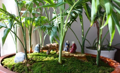 南方适合种什么盆栽 d645abe877d54da1894fbcefbd6727fc.jpeg