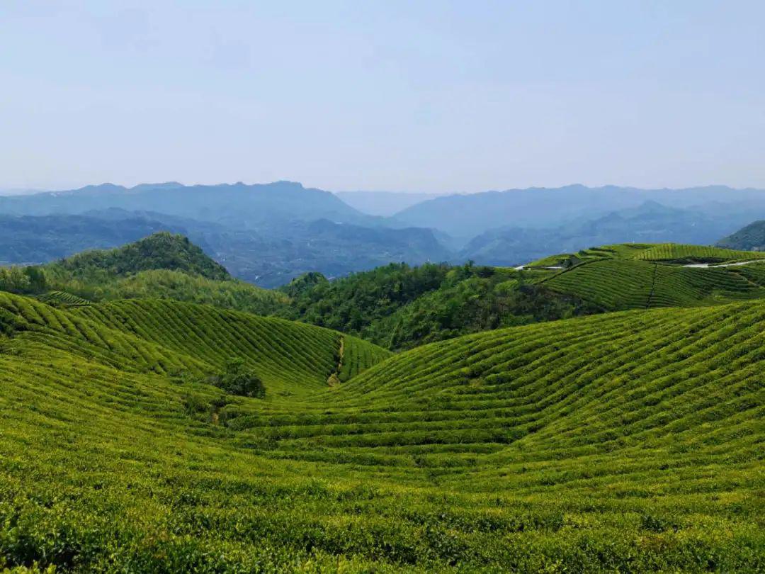 狮山茶园松烟镇二龙茶园花山白茶基地余庆积善茶业小叶苦丁茶包装车间