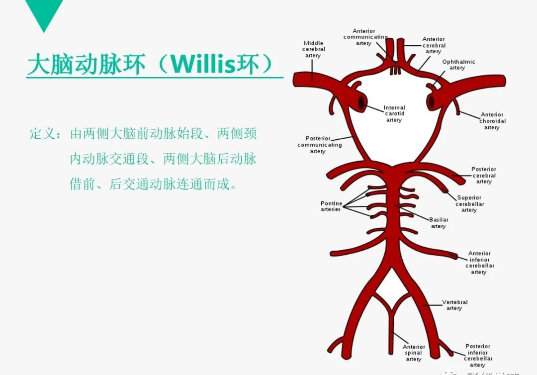 解剖| cta头颈血管解剖与分段,病例分享