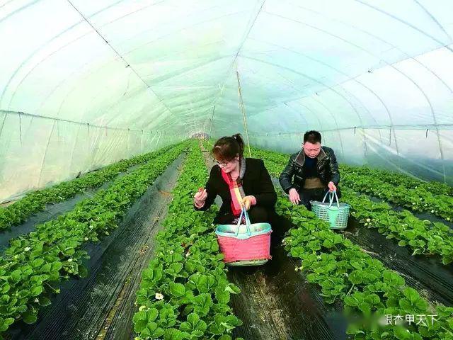 优秀!邳州这两个镇的种植基地,通过省级试点验收