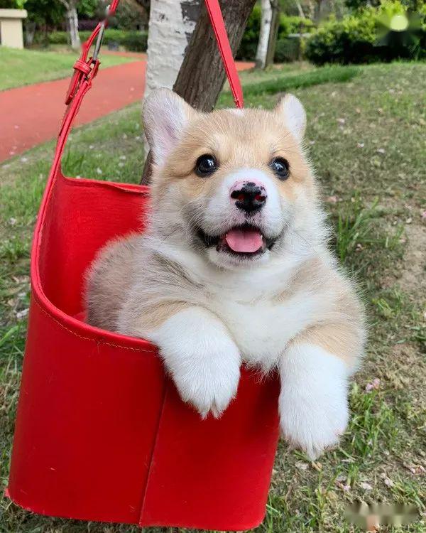 柯基排名_小型宠物犬排名柯基(3)