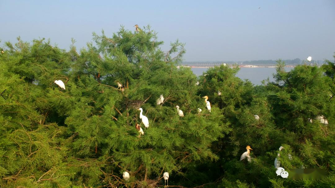 官渡清波,潮涌金滩,竹影闻笛等官渡八景)→龙山湖国家湿地公园(白鹭园