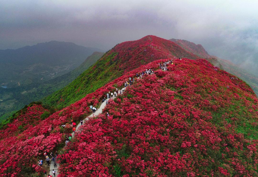 杜鹃花海重上枝头: