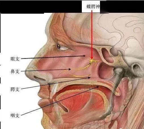 相对安全 蝶腭神经节附近解剖结构复杂,神经血管密集,操作时稍有不慎