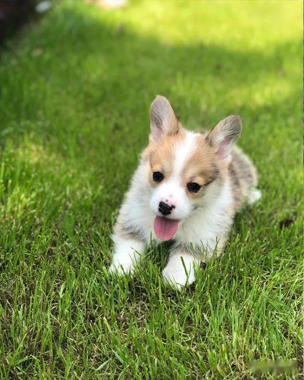 柯基排名_小型宠物犬排名柯基