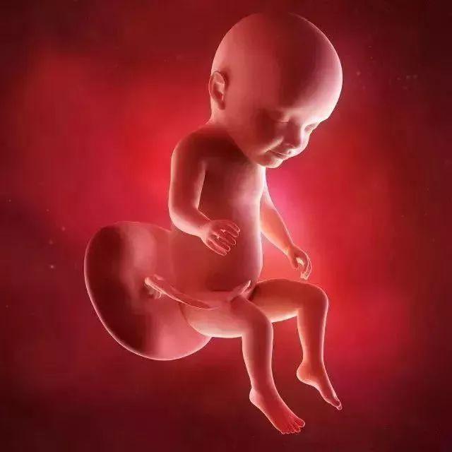 1-42周孕妇肚子里的胎儿,分别会发生些什么?