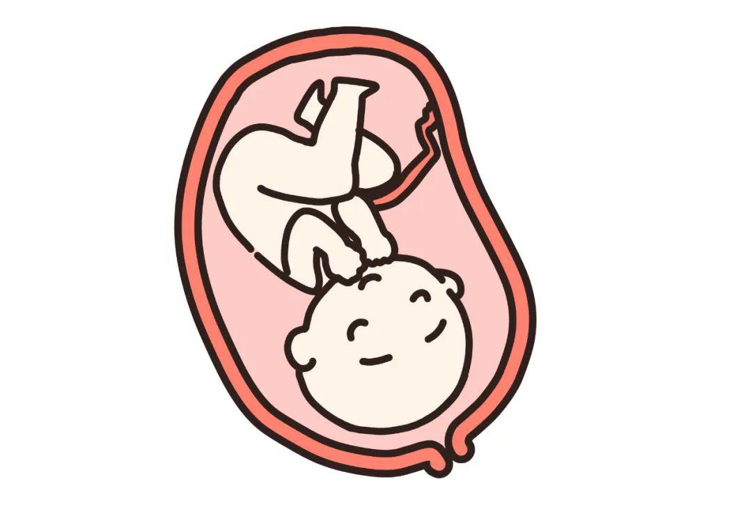 胎儿在母亲的子宫内,就是腹部朝内,背部朝外的蜷曲姿势,  这是最自然