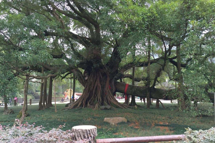 广东适合种什么名贵树 fd2ebf0f934149b298b81c2d591cfe8b.png