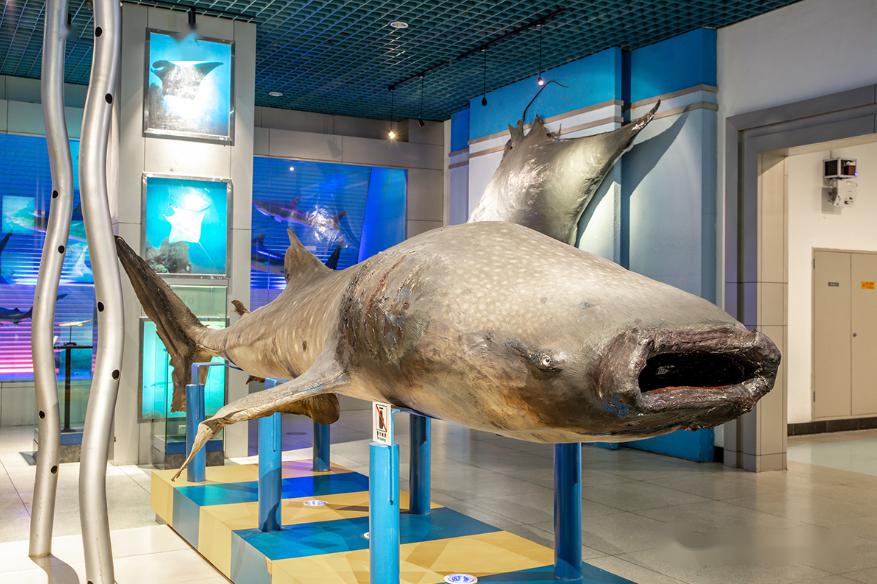 1. 鲸鲨(重要标本) rhincodon typus