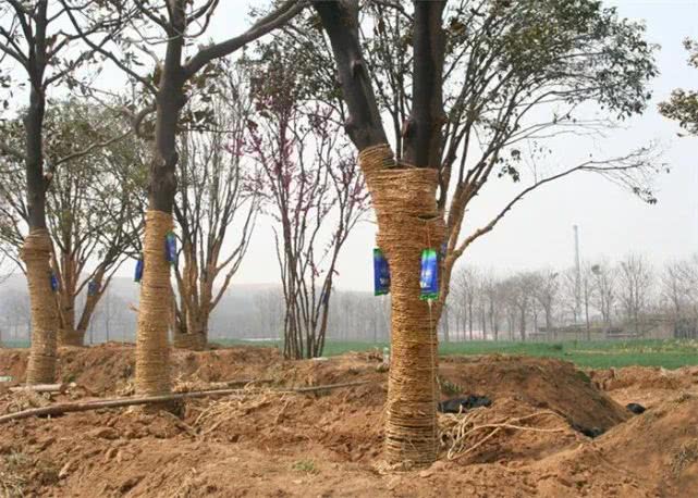 树木移植后如何养护才能提高移植的成活率?