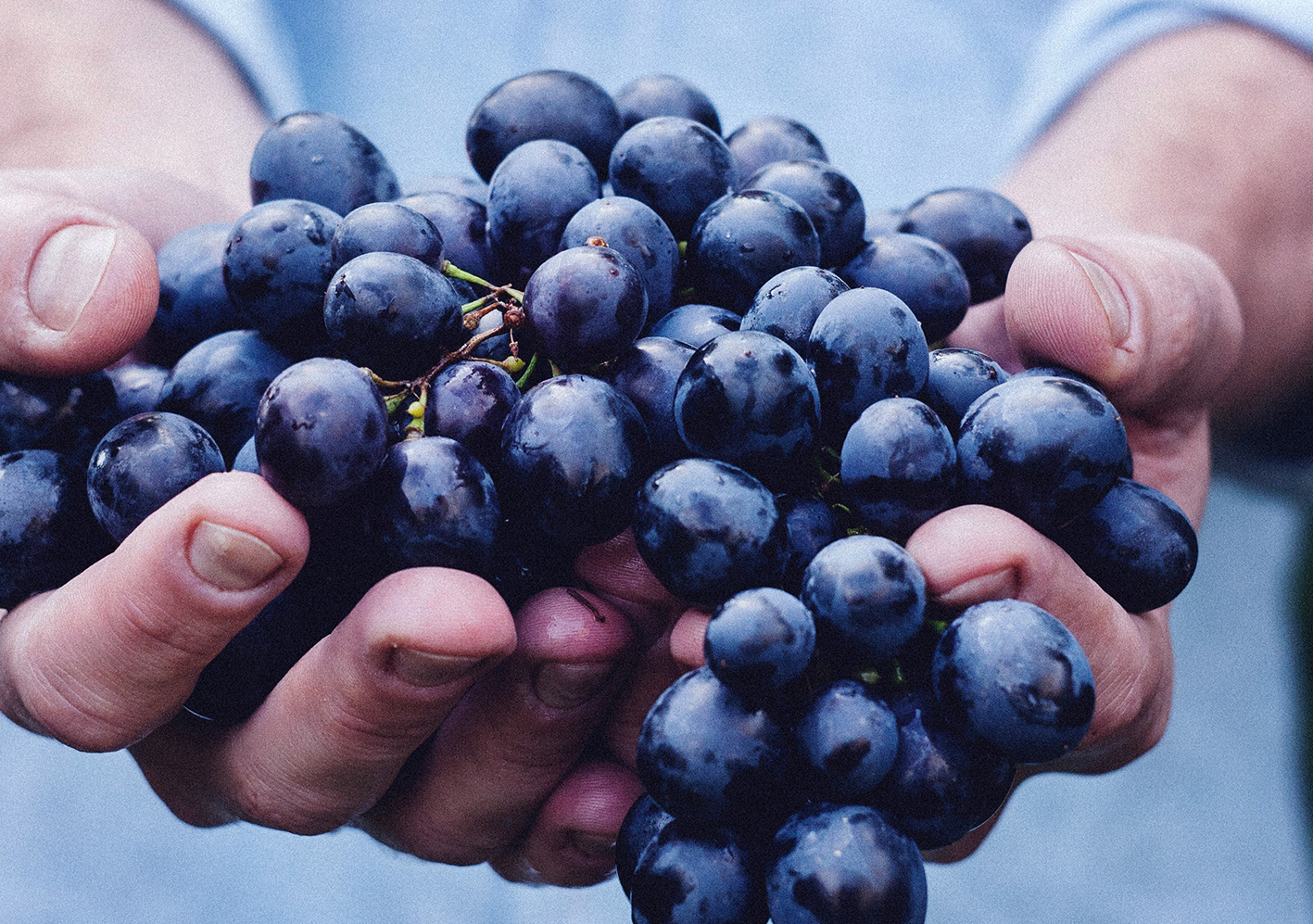 世界上最著名的红葡萄品种赤霞珠cabernet sauvignon