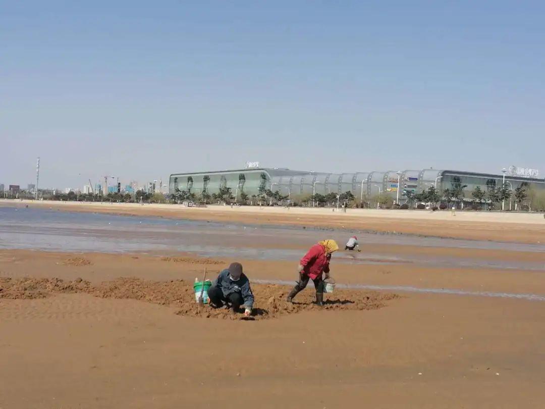 青岛海滩稀罕小海鲜大量出现你吃过吗