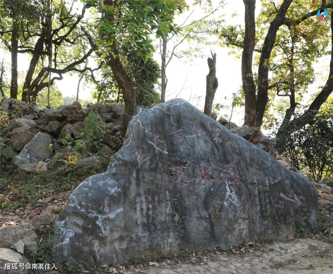 易武的王者兰香!2020《落水洞》古树春茶,花千元价格得万元茶品