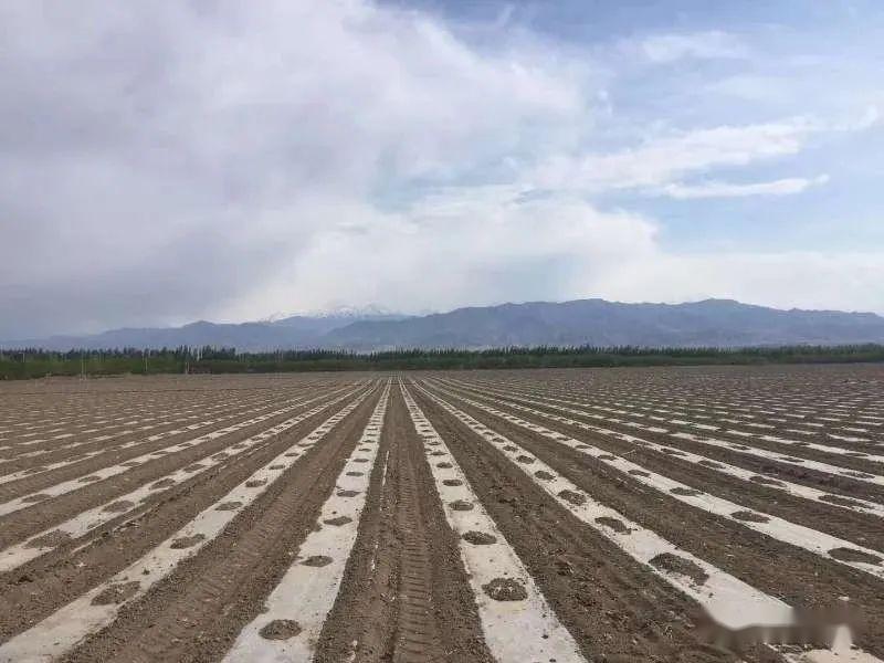 天池脚下的樱桃小镇土墩子农场