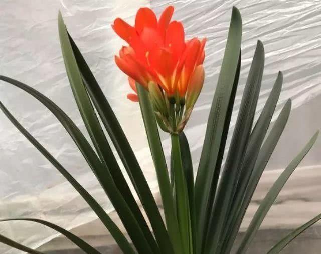 君子兰浇水的正确方法视频 1fa5ddfc337346c595bc57711cfe0fed.jpeg