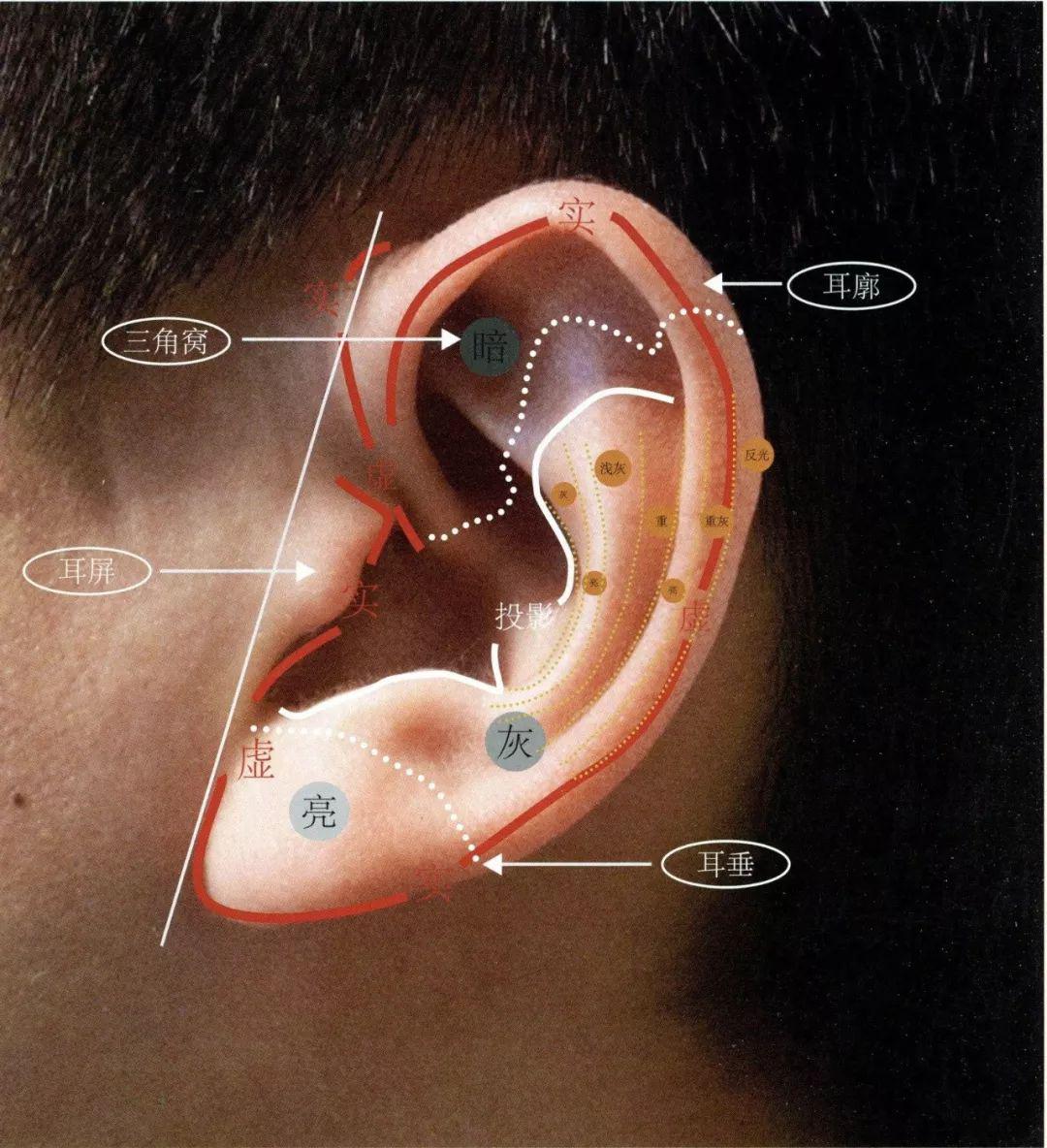 三角窝:耳朵上部的三角窝多数处于暗部中,耳轮上所形成的投影形的起伏