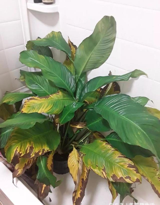 室内绿植叶子发黄怎么处理 29909946da2b4bcc8db808b8200fefb7.jpeg