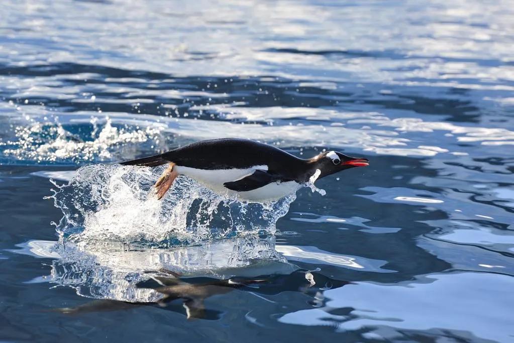 世界企鹅日丨不会游泳的海鸟不是好企鹅