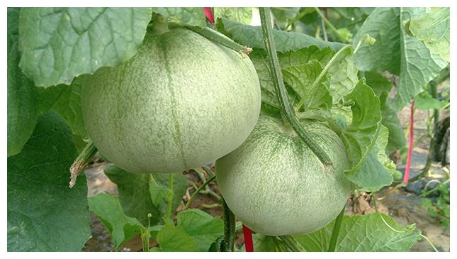 怎么种香瓜又脆又好吃 2fa699b4ef9c43c18c7d6556c395e3c8.jpeg