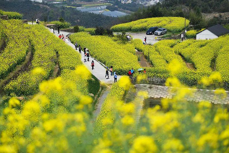 ( 游客在油菜花海中游览.新华社记者徐昱摄)