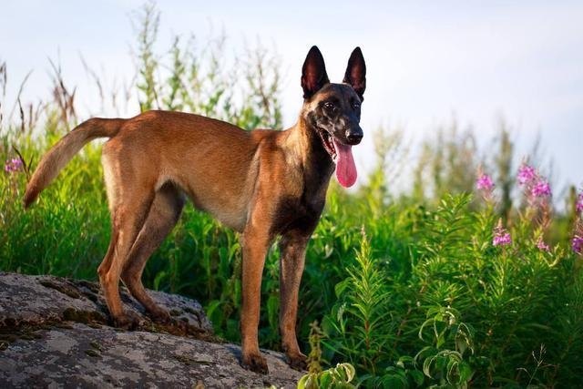 原创马里努阿犬全世界最优秀的山地搜捕犬