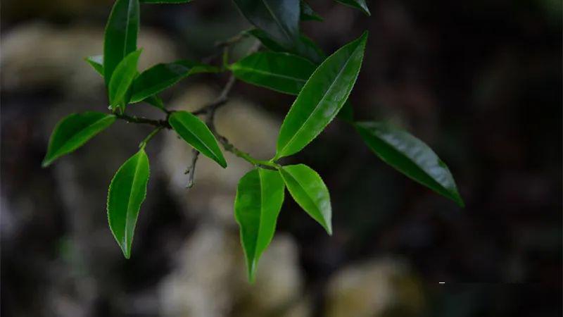 雷扣柴,霹顶香雷击过的茶叶,它名02纵观单丛茶历史记载,遭雷击的古