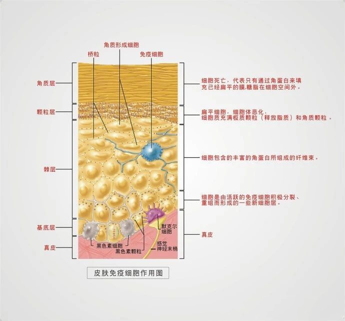 皮肤免疫功能与皮肤美容