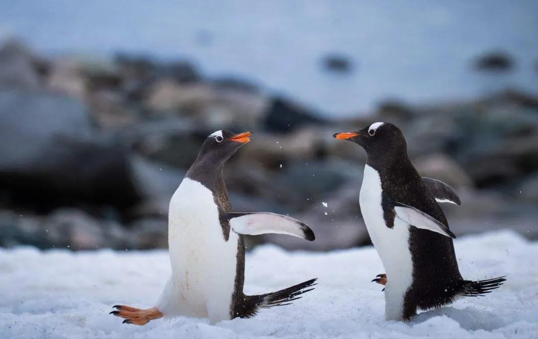 世界企鹅日丨不会游泳的海鸟不是好企鹅