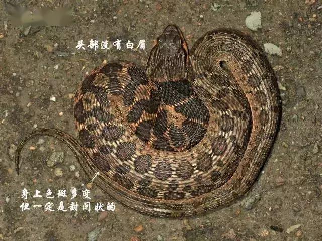 蛇是有毒的多还是无毒的多 468c1280d6404e63aa29350c382e279d.jpeg