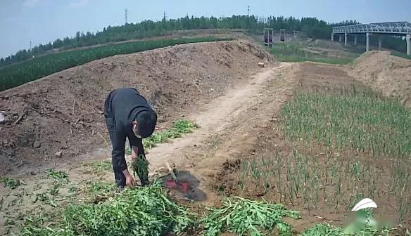 【种植】全部处以行政拘留，治偏瘫、治便秘、缓解肠胃...各种奇葩理由种罂粟