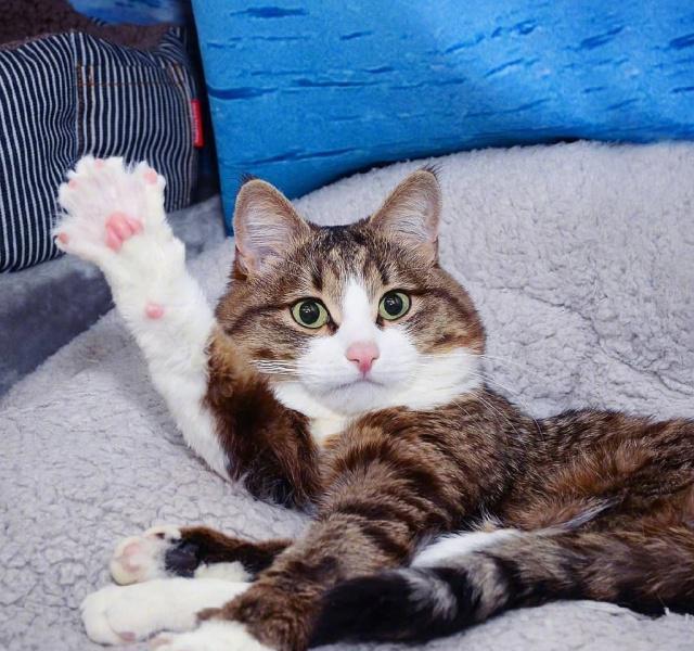 原创这只猫咪虽然只有两条腿,但它凭借丰富的表情包圈粉无数!