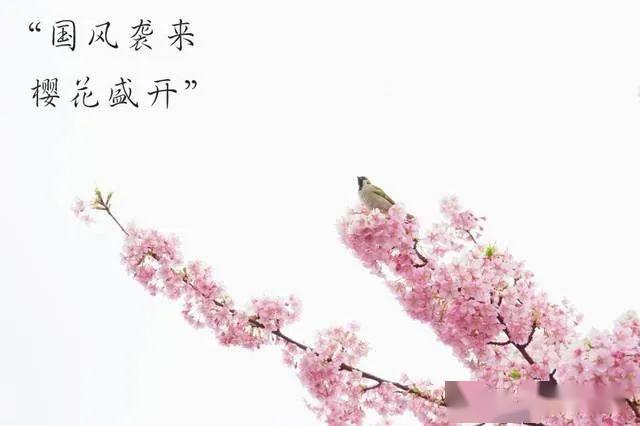 《星月诗话古韵同题//樱花》第015期