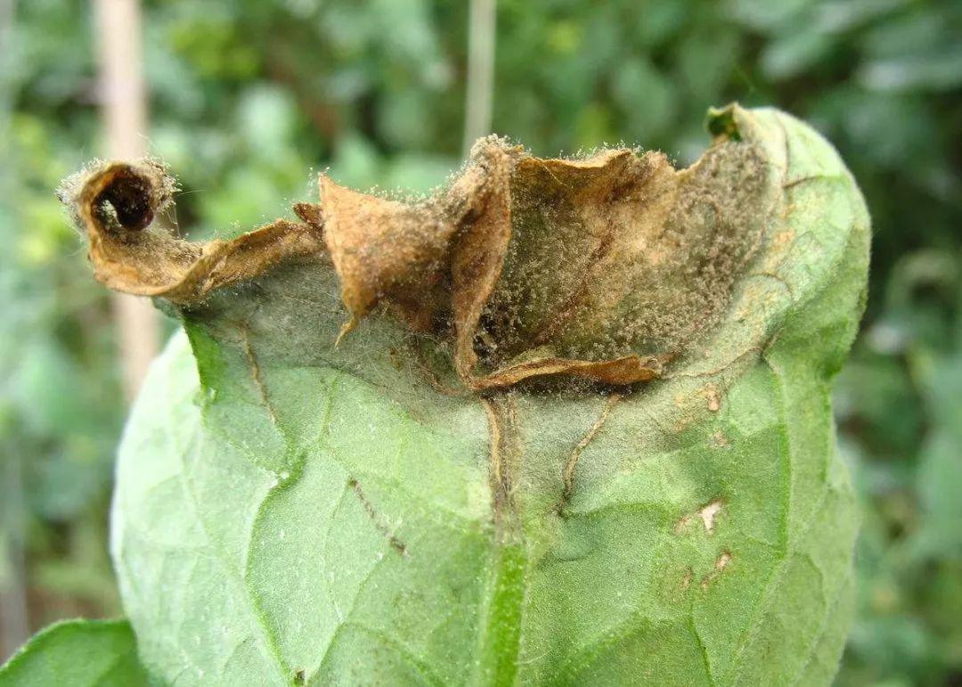 番茄灰霉病