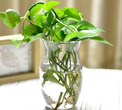 龟背竹水培技巧 6814a88e0dcc46d09ef899b566b944f1.jpeg